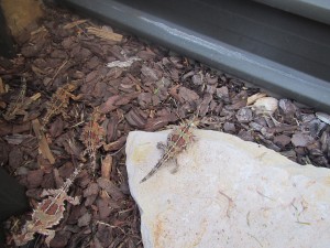 Kings Canyon & Alice Springs-092